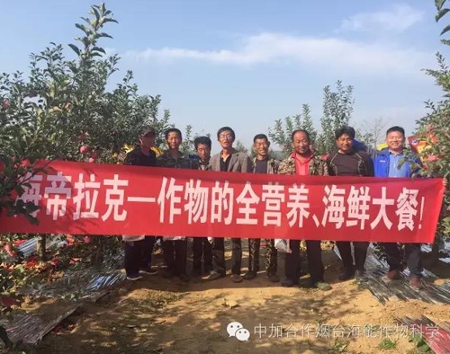 苹果树12月管理技术要点！抓紧时间看