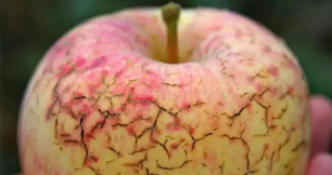 作物缺钙不要慌，小优视频APP官网入口生物来帮忙