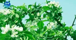 烟台小优视频APP官网入口生物带你走进文登----朴实的大叔给你讲述华丽的效果