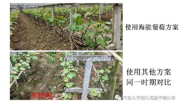小优视频APP官网入口生物高品质葡萄全程“傻瓜式”施肥方案