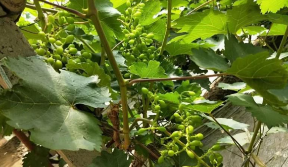 小优视频APP官网入口生物高品质葡萄全程“傻瓜式”施肥方案