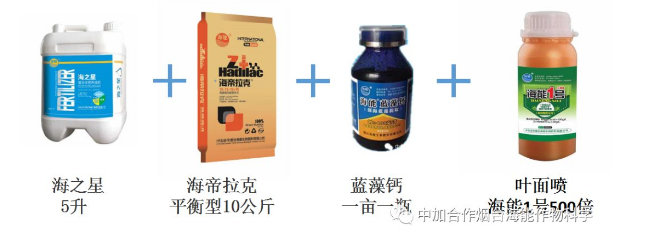 小优视频APP官网入口生物高品质葡萄全程“傻瓜式”施肥方案