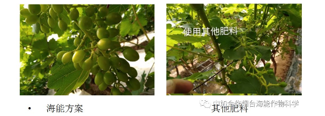 小优视频APP官网入口生物高品质葡萄全程“傻瓜式”施肥方案