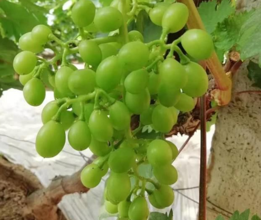 小优视频APP官网入口生物高品质葡萄全程“傻瓜式”施肥方案