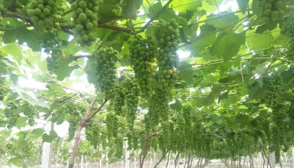 小优视频APP官网入口生物高品质葡萄全程“傻瓜式”施肥方案