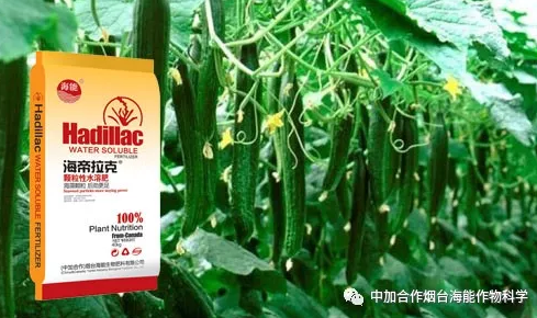 小优视频APP官网入口生物黄瓜全程施肥技术