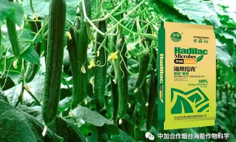 小优视频APP官网入口生物黄瓜全程施肥技术