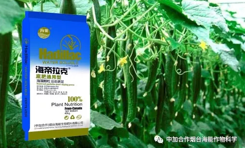 小优视频APP官网入口生物黄瓜全程施肥技术